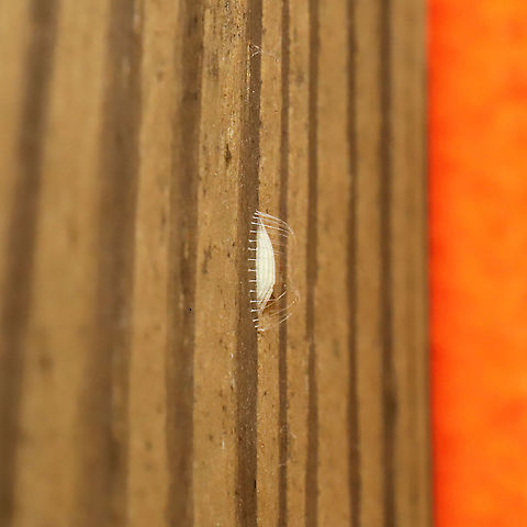 Bucculatrix sp. Cocoon Bucculatrix moths are named "Ribbed Cocoon-Making Moths", and this is a great example of that. I'm going to try to grab some better shots of these cocoons found on my front porch, but their location makes it difficult to get a good angle! I think I might put a sheet of black paper behind it so I can get a better view? Geotagged,Spring,United States