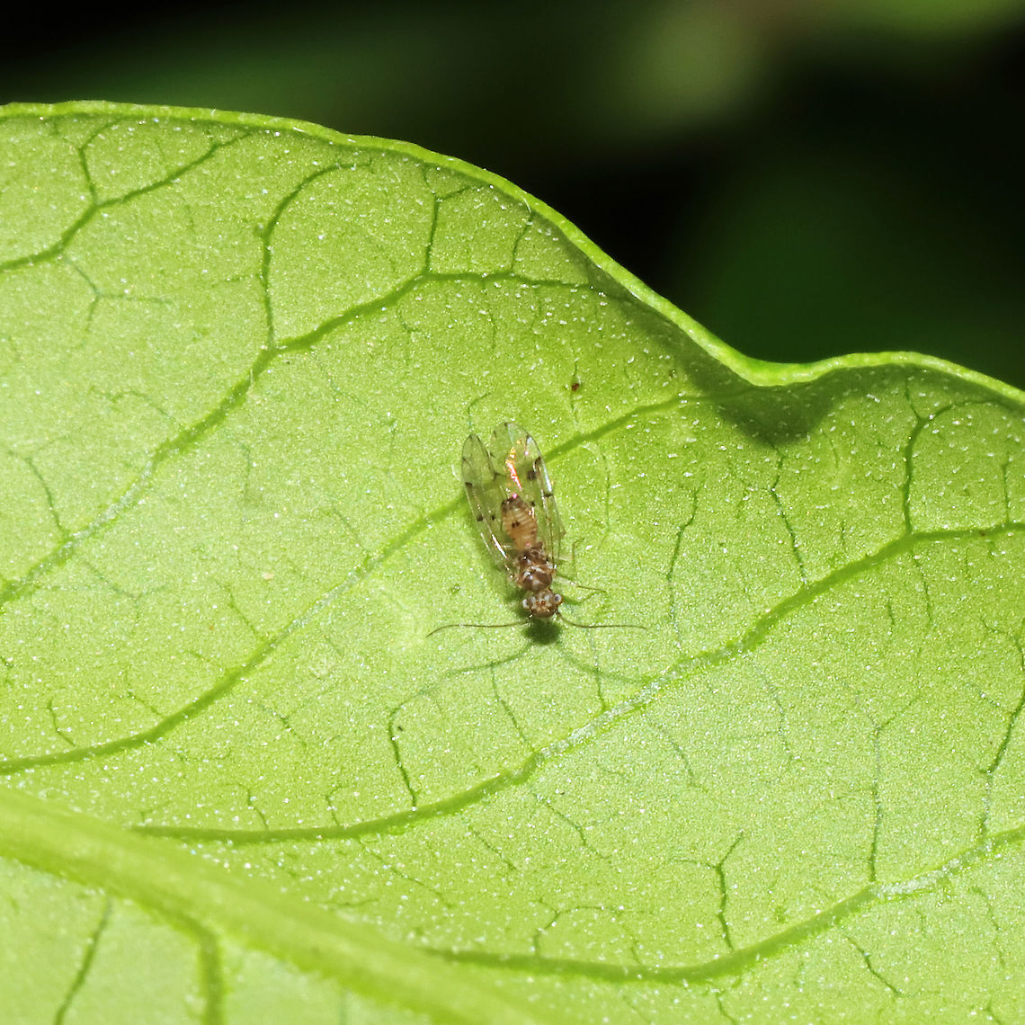Ectopsocus californicus On Rhus copallinum at a mixed forest edge. Ectopsocus californicus,Geotagged,Spring,United States