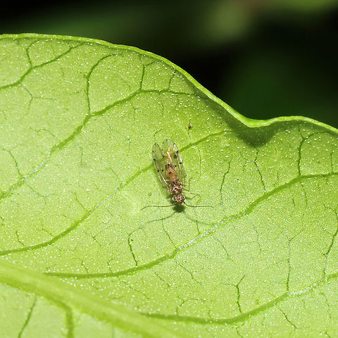 Ectopsocus californicus On Rhus copallinum at a mixed forest edge. Ectopsocus californicus,Geotagged,Spring,United States