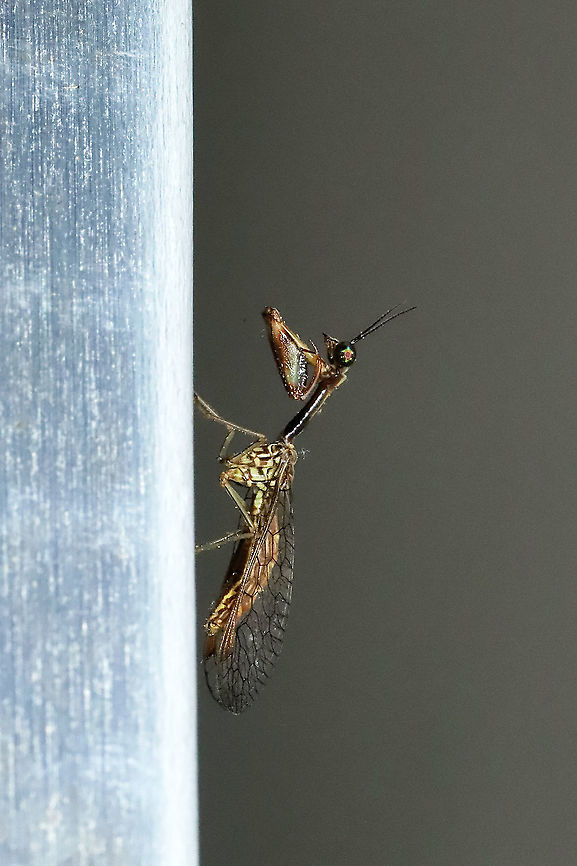 Leptomantispa pulchella? Not entirely sure on this ID (Dicromantispa sayi and this one confound me at times). This individual was at my porch lights at a mixed forest edge. Geotagged,Leptomantispa pulchella,Spring,United States
