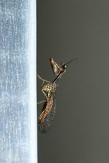 Leptomantispa pulchella? Not entirely sure on this ID (Dicromantispa sayi and this one confound me at times). This individual was at my porch lights at a mixed forest edge. Geotagged,Leptomantispa pulchella,Spring,United States