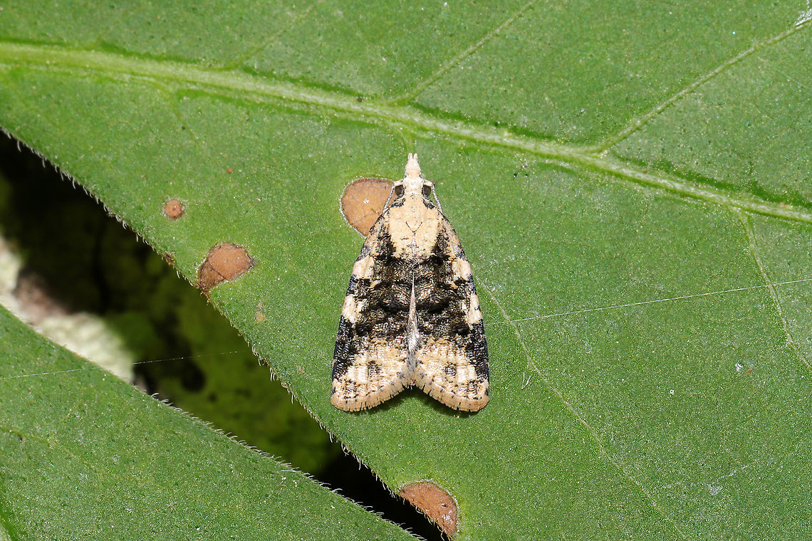 Exasperating Platynota Moth (Platynota exasperatana) At a mixed forest edge on Virginia Creeper (Parthenocissus quinquefolia)<br />
 Exasperating platynota moth,Geotagged,Platynota exasperatana,Spring,United States