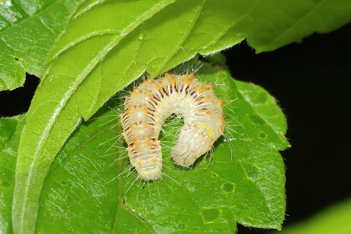 Maple Dagger Larva (Acronicta retardata) On Box Elder (Acer negundo) at a mixed forest edge.<br />
 Acronicta retardata,Geotagged,Maple Dagger,Spring,United States