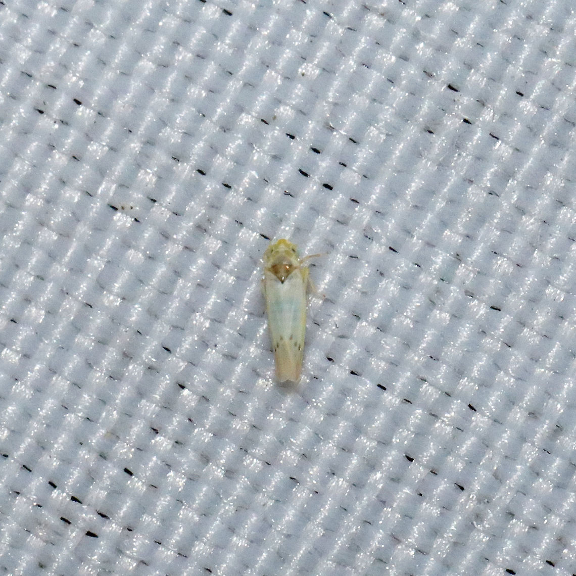 Ossiannilssonola sp. At a 365nm UV light at a mixed forest edge. Geotagged,Spring,United States