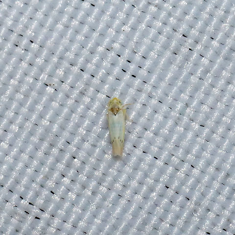 Ossiannilssonola sp. At a 365nm UV light at a mixed forest edge. Geotagged,Spring,United States