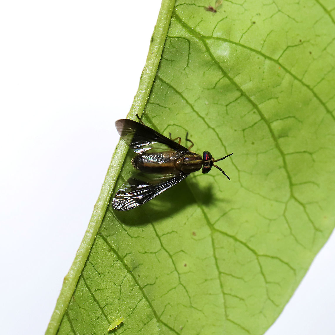 Chrysops sp. Resting on a Rhus copallinum leaf at a mixed forest edge.<br />
 Geotagged,Spring,United States