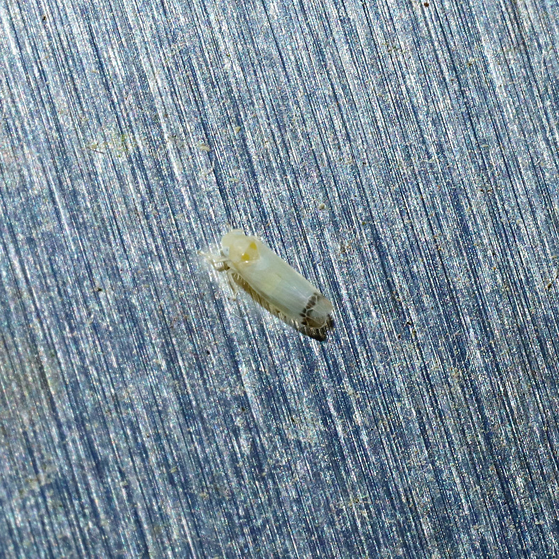 Empoa saffrana? At a porch light at a mixed forest edge Empoa saffrana