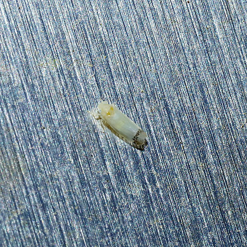 Empoa saffrana? At a porch light at a mixed forest edge Empoa saffrana