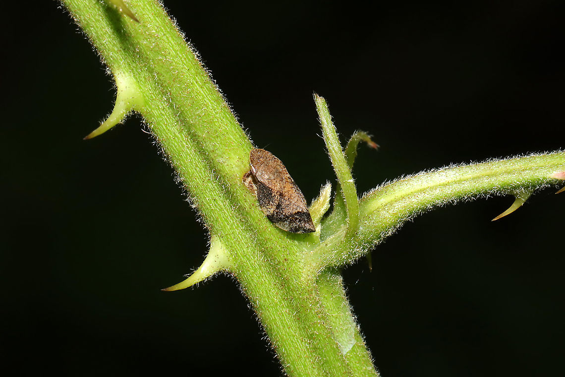 Diamondback Spittlebug (Lepyronia quadrangularis) On Rubus allegheniensis at a mixed forest edge.<br />
 Diamondback Spittlebug,Geotagged,Lepyronia quadrangularis,Spring,United States
