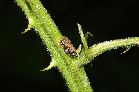 Diamondback Spittlebug (Lepyronia quadrangularis) On Rubus allegheniensis at a mixed forest edge.
 Diamondback Spittlebug,Geotagged,Lepyronia quadrangularis,Spring,United States