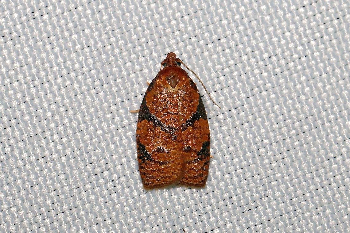 Chokecherry Leafroller Moth (Cenopis directana) At a 365nm UV light setup at a mixed forest edge.<br />
 Chokecherry Leafroller Moth,Geotagged,Sparganothis directana,Spring,United States