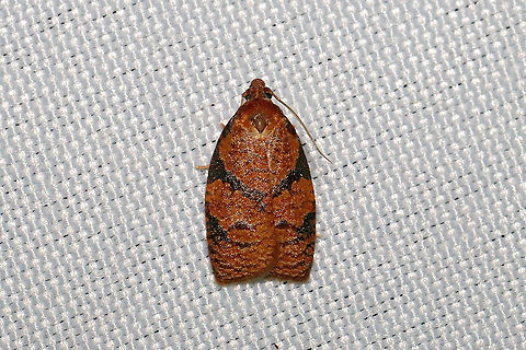 Chokecherry Leafroller Moth (Cenopis directana) At a 365nm UV light setup at a mixed forest edge.
 Chokecherry Leafroller Moth,Geotagged,Sparganothis directana,Spring,United States