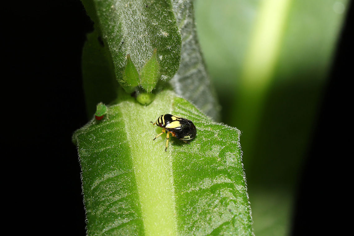 Dogwood Spittlebug (Clastoptera proteus) Near Cornus drummondii tree at a mixed forest edge.<br />
 Clastoptera proteus,Dogwood Spittlebug,Geotagged,Spring,United States