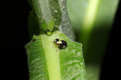 Dogwood Spittlebug (Clastoptera proteus) Near Cornus drummondii tree at a mixed forest edge.
 Clastoptera proteus,Dogwood Spittlebug,Geotagged,Spring,United States