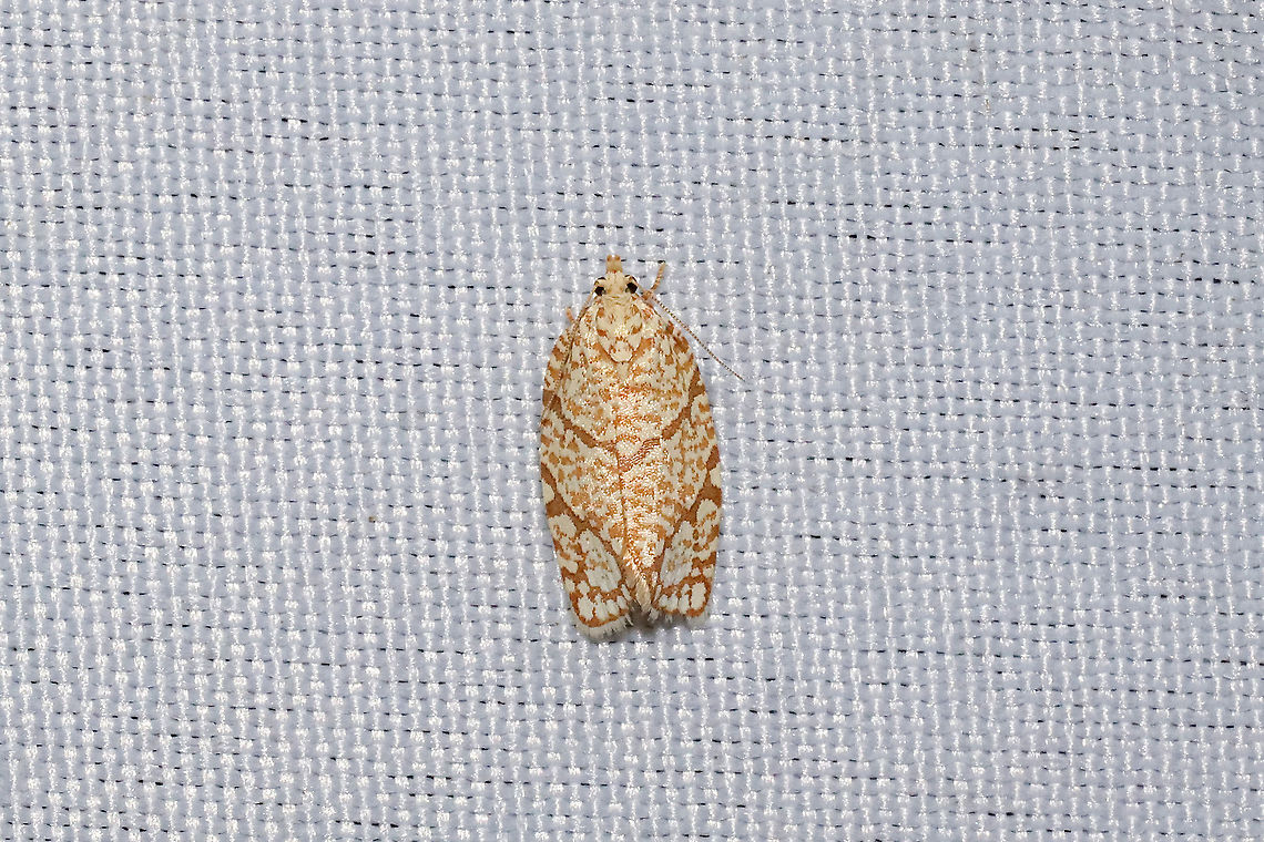 Yellow-winged Oak Leafroller Moth (Argyrotaenia quercifoliana) At a 365nm UV light setup at a mixed forest edge.<br />
 Argyrotaenia quercifoliana,Geotagged,Spring,United States
