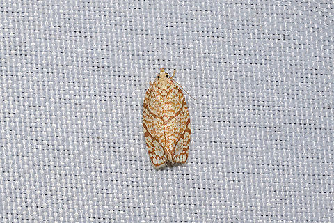 Yellow-winged Oak Leafroller Moth (Argyrotaenia quercifoliana) At a 365nm UV light setup at a mixed forest edge.
 Argyrotaenia quercifoliana,Geotagged,Spring,United States