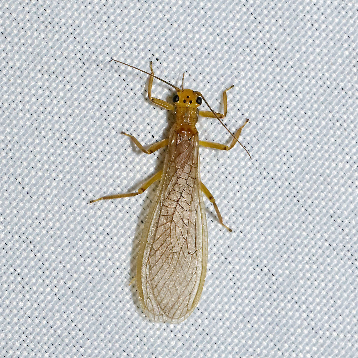 Unknown Stonefly (Superfamily Perloidea)? At a 365nm UV light setup at a mixed forest edge.<br />
 Geotagged,Spring,United States