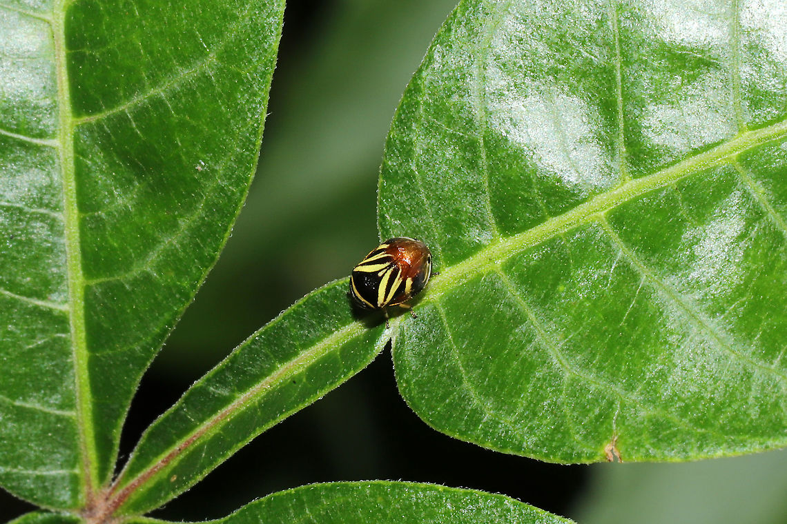 Heath Spittlebug (Clastoptera saintcyri) This seems to be a Georgia first on both BG and iNaturalist?<br />
On Rhus copallinum at a mixed forest edge.<br />
 Clastoptera saintcyri,Geotagged,Spring,United States