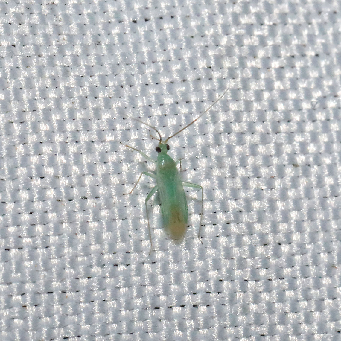 Blepharidopterus provancheri? At a mixed forest edge. 365nm UV light setup.<br />
 Blepharidopterus provancheri,Geotagged,Spring,United States