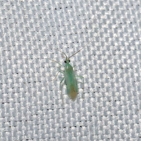 Blepharidopterus provancheri? At a mixed forest edge. 365nm UV light setup.
 Blepharidopterus provancheri,Geotagged,Spring,United States