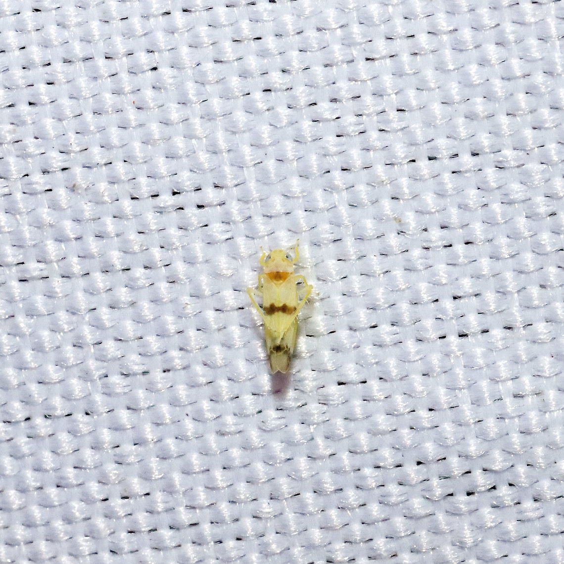 Empoa gillettei? Working on ID (oops, got distracted LOL). At a 365nm UV light at a mixed forest edge. Empoa gillettei,Geotagged,Spring,United States