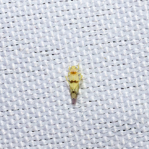 Empoa gillettei? Working on ID (oops, got distracted LOL). At a 365nm UV light at a mixed forest edge. Empoa gillettei,Geotagged,Spring,United States