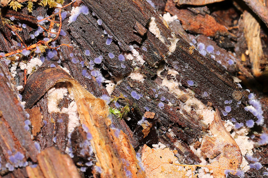 Chromelosporiopsis coerulescens Growing in leaf litter/debris beneath a hickory tree in a mixed forest.<br />
This fungus is actually really cool as it is only known to have this anamorphic form (reproducing asexually). It has no known teleomorphic (sexual) form. <br />
<figure class="photo"><a href="https://www.jungledragon.com/image/116516/chromelosporiopsis_coerulescens.html" title="Chromelosporiopsis coerulescens"><img src="https://s3.amazonaws.com/media.jungledragon.com/images/3231/116516_thumb.jpg?AWSAccessKeyId=05GMT0V3GWVNE7GGM1R2&Expires=1763596810&Signature=QtULgifrejjjp21Il5FKhGATUrY%3D" width="200" height="134" alt="Chromelosporiopsis coerulescens Growing in leaf litter/debris beneath a hickory tree in a mixed forest.<br />
This fungus is actually really cool as it is only known to have this anamorphic form (reproducing asexually). It has no known teleomorphic (sexual) form. <br />
https://www.jungledragon.com/image/116515/chromelosporiopsis_coerulescens.html Chromelosporiopsis coerulescens,Geotagged,Spring,United States" /></a></figure> Chromelosporiopsis coerulescens,Geotagged,Spring,United States