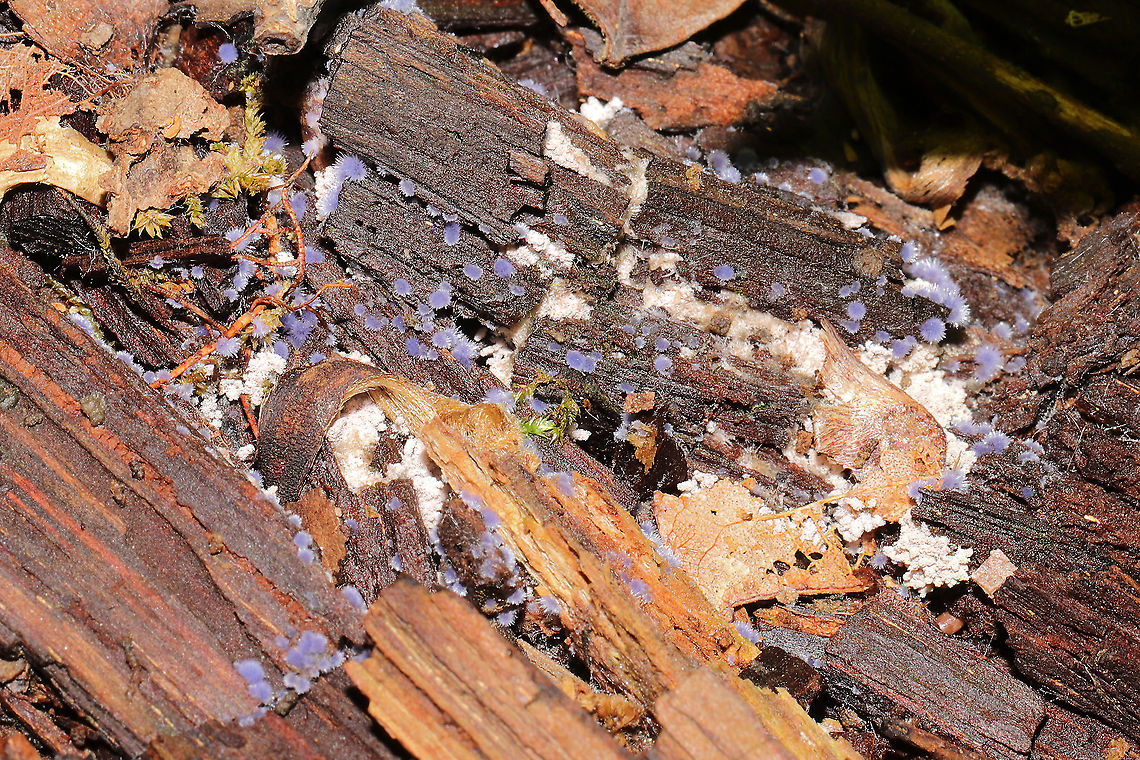 Chromelosporiopsis coerulescens Growing in leaf litter/debris beneath a hickory tree in a mixed forest.<br />
This fungus is actually really cool as it is only known to have this anamorphic form (reproducing asexually). It has no known teleomorphic (sexual) form. <br />
<figure class="photo"><a href="https://www.jungledragon.com/image/116515/chromelosporiopsis_coerulescens.html" title="Chromelosporiopsis coerulescens"><img src="https://s3.amazonaws.com/media.jungledragon.com/images/3231/116515_thumb.jpg?AWSAccessKeyId=05GMT0V3GWVNE7GGM1R2&Expires=1759968010&Signature=mvdtjEe307Us6eerSuNoGmojGzI%3D" width="200" height="134" alt="Chromelosporiopsis coerulescens Growing in leaf litter/debris beneath a hickory tree in a mixed forest.<br />
This fungus is actually really cool as it is only known to have this anamorphic form (reproducing asexually). It has no known teleomorphic (sexual) form. <br />
https://www.jungledragon.com/image/116516/chromelosporiopsis_coerulescens.html Chromelosporiopsis coerulescens,Geotagged,Spring,United States" /></a></figure> Chromelosporiopsis coerulescens,Geotagged,Spring,United States