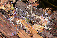 Chromelosporiopsis coerulescens Growing in leaf litter/debris beneath a hickory tree in a mixed forest.<br />
This fungus is actually really cool as it is only known to have this anamorphic form (reproducing asexually). It has no known teleomorphic (sexual) form. <br />
https://www.jungledragon.com/image/116515/chromelosporiopsis_coerulescens.html Chromelosporiopsis coerulescens,Geotagged,Spring,United States