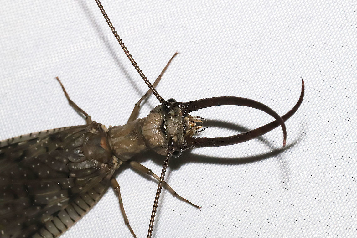 Eastern Dobsonfly (Corydalus cornutus) ♂ I had both a male and a female come to my 365nm UV light setup at a mixed forest edge. Note the differences in both the mandibles and antennae! <br />
<figure class="photo"><a href="https://www.jungledragon.com/image/116574/eastern_dobsonfly_corydalus_cornutus_.html" title="Eastern Dobsonfly (Corydalus cornutus) ♂"><img src="https://s3.amazonaws.com/media.jungledragon.com/images/3231/116574_thumb.jpg?AWSAccessKeyId=05GMT0V3GWVNE7GGM1R2&Expires=1769040010&Signature=NPoK9O5yUynMRzBNrHtIwclplls%3D" width="200" height="134" alt="Eastern Dobsonfly (Corydalus cornutus) ♂ I had both a male and a female come to my 365nm UV light setup at a mixed forest edge. Note the differences in both the mandibles and antennae! <br />
https://www.jungledragon.com/image/116573/eastern_dobsonfly_corydalus_cornutus_.html<br />
<br />
Female:<br />
https://www.jungledragon.com/image/116575/eastern_dobsonfly_corydalus_cornutus_.html<br />
https://www.jungledragon.com/image/116576/eastern_dobsonfly_corydalus_cornutus_.html<br />
https://www.jungledragon.com/image/116577/eastern_dobsonfly_corydalus_cornutus_.html Corydalus cornutus,Eastern Dobsonfly,Geotagged,Spring,United States" /></a></figure><br />
<br />
Female:<br />
<figure class="photo"><a href="https://www.jungledragon.com/image/116575/eastern_dobsonfly_corydalus_cornutus_.html" title="Eastern Dobsonfly (Corydalus cornutus) ♀"><img src="https://s3.amazonaws.com/media.jungledragon.com/images/3231/116575_thumb.jpg?AWSAccessKeyId=05GMT0V3GWVNE7GGM1R2&Expires=1769040010&Signature=0BccmL7%2BPsfn8Sdm9OJx4j5Y44Q%3D" width="102" height="152" alt="Eastern Dobsonfly (Corydalus cornutus) ♀  I had both a male and a female come to my 365nm UV light setup at a mixed forest edge. Note the differences in both the mandibles and antennae!<br />
<br />
https://www.jungledragon.com/image/116576/eastern_dobsonfly_corydalus_cornutus_.html<br />
https://www.jungledragon.com/image/116577/eastern_dobsonfly_corydalus_cornutus_.html<br />
<br />
Male:<br />
https://www.jungledragon.com/image/116574/eastern_dobsonfly_corydalus_cornutus_.html<br />
https://www.jungledragon.com/image/116573/eastern_dobsonfly_corydalus_cornutus_.html Corydalus cornutus,Eastern Dobsonfly,Geotagged,Spring,United States" /></a></figure><br />
<figure class="photo"><a href="https://www.jungledragon.com/image/116576/eastern_dobsonfly_corydalus_cornutus_.html" title="Eastern Dobsonfly (Corydalus cornutus) ♀"><img src="https://s3.amazonaws.com/media.jungledragon.com/images/3231/116576_thumb.jpg?AWSAccessKeyId=05GMT0V3GWVNE7GGM1R2&Expires=1769040010&Signature=VEYksxfbw1jsjoFQUzKgvpxP71k%3D" width="200" height="134" alt="Eastern Dobsonfly (Corydalus cornutus) ♀ I had both a male and a female come to my 365nm UV light setup at a mixed forest edge. Note the differences in both the mandibles and antennae! <br />
https://www.jungledragon.com/image/116575/eastern_dobsonfly_corydalus_cornutus_.html<br />
https://www.jungledragon.com/image/116577/eastern_dobsonfly_corydalus_cornutus_.html<br />
<br />
Male:<br />
https://www.jungledragon.com/image/116574/eastern_dobsonfly_corydalus_cornutus_.html<br />
https://www.jungledragon.com/image/116573/eastern_dobsonfly_corydalus_cornutus_.html Corydalus cornutus,Eastern Dobsonfly,Geotagged,Spring,United States" /></a></figure><br />
<figure class="photo"><a href="https://www.jungledragon.com/image/116577/eastern_dobsonfly_corydalus_cornutus_.html" title="Eastern Dobsonfly (Corydalus cornutus) ♀"><img src="https://s3.amazonaws.com/media.jungledragon.com/images/3231/116577_thumb.jpg?AWSAccessKeyId=05GMT0V3GWVNE7GGM1R2&Expires=1769040010&Signature=bxpYVlZ1wj8v2xa8Y9s035vK%2FeU%3D" width="200" height="134" alt="Eastern Dobsonfly (Corydalus cornutus) ♀ I had both a male and a female come to my 365nm UV light setup at a mixed forest edge. Note the differences in both the mandibles and antennae! <br />
https://www.jungledragon.com/image/116576/eastern_dobsonfly_corydalus_cornutus_.html<br />
https://www.jungledragon.com/image/116575/eastern_dobsonfly_corydalus_cornutus_.html<br />
<br />
Male:<br />
https://www.jungledragon.com/image/116574/eastern_dobsonfly_corydalus_cornutus_.html<br />
https://www.jungledragon.com/image/116573/eastern_dobsonfly_corydalus_cornutus_.html Corydalus cornutus,Eastern Dobsonfly,Geotagged,Spring,United States" /></a></figure> Corydalus cornutus,Eastern Dobsonfly,Geotagged,Spring,United States
