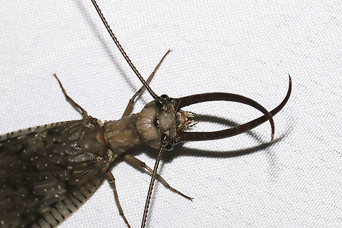 Eastern Dobsonfly (Corydalus cornutus) ♂ I had both a male and a female come to my 365nm UV light setup at a mixed forest edge. Note the differences in both the mandibles and antennae! 
https://www.jungledragon.com/image/116574/eastern_dobsonfly_corydalus_cornutus_.html

Female:
https://www.jungledragon.com/image/116575/eastern_dobsonfly_corydalus_cornutus_.html
https://www.jungledragon.com/image/116576/eastern_dobsonfly_corydalus_cornutus_.html
https://www.jungledragon.com/image/116577/eastern_dobsonfly_corydalus_cornutus_.html Corydalus cornutus,Eastern Dobsonfly,Geotagged,Spring,United States