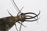 Eastern Dobsonfly (Corydalus cornutus) ♂ I had both a male and a female come to my 365nm UV light setup at a mixed forest edge. Note the differences in both the mandibles and antennae! <br />
https://www.jungledragon.com/image/116574/eastern_dobsonfly_corydalus_cornutus_.html<br />
<br />
Female:<br />
https://www.jungledragon.com/image/116575/eastern_dobsonfly_corydalus_cornutus_.html<br />
https://www.jungledragon.com/image/116576/eastern_dobsonfly_corydalus_cornutus_.html<br />
https://www.jungledragon.com/image/116577/eastern_dobsonfly_corydalus_cornutus_.html Corydalus cornutus,Eastern Dobsonfly,Geotagged,Spring,United States