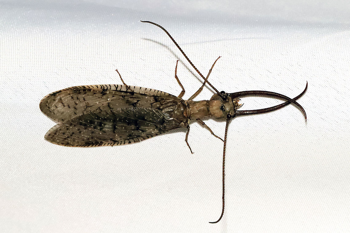 Eastern Dobsonfly (Corydalus cornutus) ♂ I had both a male and a female come to my 365nm UV light setup at a mixed forest edge. Note the differences in both the mandibles and antennae! <br />
<figure class="photo"><a href="https://www.jungledragon.com/image/116573/eastern_dobsonfly_corydalus_cornutus_.html" title="Eastern Dobsonfly (Corydalus cornutus) ♂"><img src="https://s3.amazonaws.com/media.jungledragon.com/images/3231/116573_thumb.jpg?AWSAccessKeyId=05GMT0V3GWVNE7GGM1R2&Expires=1759968010&Signature=wlSp2n8oL9bSDBgrNmUdoau1Hf4%3D" width="200" height="134" alt="Eastern Dobsonfly (Corydalus cornutus) ♂ I had both a male and a female come to my 365nm UV light setup at a mixed forest edge. Note the differences in both the mandibles and antennae! <br />
https://www.jungledragon.com/image/116574/eastern_dobsonfly_corydalus_cornutus_.html<br />
<br />
Female:<br />
https://www.jungledragon.com/image/116575/eastern_dobsonfly_corydalus_cornutus_.html<br />
https://www.jungledragon.com/image/116576/eastern_dobsonfly_corydalus_cornutus_.html<br />
https://www.jungledragon.com/image/116577/eastern_dobsonfly_corydalus_cornutus_.html Corydalus cornutus,Eastern Dobsonfly,Geotagged,Spring,United States" /></a></figure><br />
<br />
Female:<br />
<figure class="photo"><a href="https://www.jungledragon.com/image/116575/eastern_dobsonfly_corydalus_cornutus_.html" title="Eastern Dobsonfly (Corydalus cornutus) ♀"><img src="https://s3.amazonaws.com/media.jungledragon.com/images/3231/116575_thumb.jpg?AWSAccessKeyId=05GMT0V3GWVNE7GGM1R2&Expires=1759968010&Signature=hYunaxuIbNCE%2FN%2BadXyLBarB840%3D" width="102" height="152" alt="Eastern Dobsonfly (Corydalus cornutus) ♀  I had both a male and a female come to my 365nm UV light setup at a mixed forest edge. Note the differences in both the mandibles and antennae!<br />
<br />
https://www.jungledragon.com/image/116576/eastern_dobsonfly_corydalus_cornutus_.html<br />
https://www.jungledragon.com/image/116577/eastern_dobsonfly_corydalus_cornutus_.html<br />
<br />
Male:<br />
https://www.jungledragon.com/image/116574/eastern_dobsonfly_corydalus_cornutus_.html<br />
https://www.jungledragon.com/image/116573/eastern_dobsonfly_corydalus_cornutus_.html Corydalus cornutus,Eastern Dobsonfly,Geotagged,Spring,United States" /></a></figure><br />
<figure class="photo"><a href="https://www.jungledragon.com/image/116576/eastern_dobsonfly_corydalus_cornutus_.html" title="Eastern Dobsonfly (Corydalus cornutus) ♀"><img src="https://s3.amazonaws.com/media.jungledragon.com/images/3231/116576_thumb.jpg?AWSAccessKeyId=05GMT0V3GWVNE7GGM1R2&Expires=1759968010&Signature=Th1lujTy0Gqr2HJPEJjx%2FLnNA18%3D" width="200" height="134" alt="Eastern Dobsonfly (Corydalus cornutus) ♀ I had both a male and a female come to my 365nm UV light setup at a mixed forest edge. Note the differences in both the mandibles and antennae! <br />
https://www.jungledragon.com/image/116575/eastern_dobsonfly_corydalus_cornutus_.html<br />
https://www.jungledragon.com/image/116577/eastern_dobsonfly_corydalus_cornutus_.html<br />
<br />
Male:<br />
https://www.jungledragon.com/image/116574/eastern_dobsonfly_corydalus_cornutus_.html<br />
https://www.jungledragon.com/image/116573/eastern_dobsonfly_corydalus_cornutus_.html Corydalus cornutus,Eastern Dobsonfly,Geotagged,Spring,United States" /></a></figure><br />
<figure class="photo"><a href="https://www.jungledragon.com/image/116577/eastern_dobsonfly_corydalus_cornutus_.html" title="Eastern Dobsonfly (Corydalus cornutus) ♀"><img src="https://s3.amazonaws.com/media.jungledragon.com/images/3231/116577_thumb.jpg?AWSAccessKeyId=05GMT0V3GWVNE7GGM1R2&Expires=1759968010&Signature=rIFeDJFcVCTf9Q3U%2BfamOogiwSM%3D" width="200" height="134" alt="Eastern Dobsonfly (Corydalus cornutus) ♀ I had both a male and a female come to my 365nm UV light setup at a mixed forest edge. Note the differences in both the mandibles and antennae! <br />
https://www.jungledragon.com/image/116576/eastern_dobsonfly_corydalus_cornutus_.html<br />
https://www.jungledragon.com/image/116575/eastern_dobsonfly_corydalus_cornutus_.html<br />
<br />
Male:<br />
https://www.jungledragon.com/image/116574/eastern_dobsonfly_corydalus_cornutus_.html<br />
https://www.jungledragon.com/image/116573/eastern_dobsonfly_corydalus_cornutus_.html Corydalus cornutus,Eastern Dobsonfly,Geotagged,Spring,United States" /></a></figure> Corydalus cornutus,Eastern Dobsonfly,Geotagged,Spring,United States