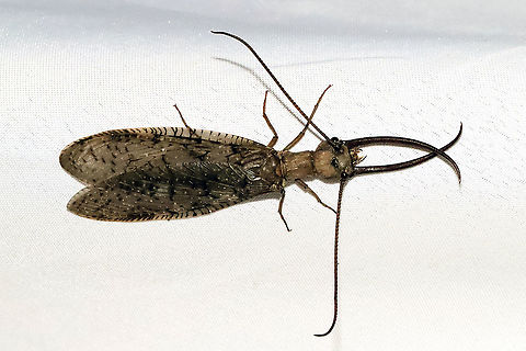 Eastern Dobsonfly (Corydalus cornutus) ♂ I had both a male and a female come to my 365nm UV light setup at a mixed forest edge. Note the differences in both the mandibles and antennae! 
https://www.jungledragon.com/image/116573/eastern_dobsonfly_corydalus_cornutus_.html

Female:
https://www.jungledragon.com/image/116575/eastern_dobsonfly_corydalus_cornutus_.html
https://www.jungledragon.com/image/116576/eastern_dobsonfly_corydalus_cornutus_.html
https://www.jungledragon.com/image/116577/eastern_dobsonfly_corydalus_cornutus_.html Corydalus cornutus,Eastern Dobsonfly,Geotagged,Spring,United States