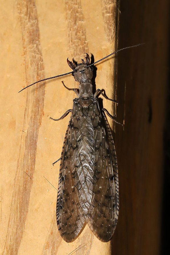 Eastern Dobsonfly (Corydalus cornutus) ♀  I had both a male and a female come to my 365nm UV light setup at a mixed forest edge. Note the differences in both the mandibles and antennae!<br />
<br />
<figure class="photo"><a href="https://www.jungledragon.com/image/116576/eastern_dobsonfly_corydalus_cornutus_.html" title="Eastern Dobsonfly (Corydalus cornutus) ♀"><img src="https://s3.amazonaws.com/media.jungledragon.com/images/3231/116576_thumb.jpg?AWSAccessKeyId=05GMT0V3GWVNE7GGM1R2&Expires=1769040010&Signature=VEYksxfbw1jsjoFQUzKgvpxP71k%3D" width="200" height="134" alt="Eastern Dobsonfly (Corydalus cornutus) ♀ I had both a male and a female come to my 365nm UV light setup at a mixed forest edge. Note the differences in both the mandibles and antennae! <br />
https://www.jungledragon.com/image/116575/eastern_dobsonfly_corydalus_cornutus_.html<br />
https://www.jungledragon.com/image/116577/eastern_dobsonfly_corydalus_cornutus_.html<br />
<br />
Male:<br />
https://www.jungledragon.com/image/116574/eastern_dobsonfly_corydalus_cornutus_.html<br />
https://www.jungledragon.com/image/116573/eastern_dobsonfly_corydalus_cornutus_.html Corydalus cornutus,Eastern Dobsonfly,Geotagged,Spring,United States" /></a></figure><br />
<figure class="photo"><a href="https://www.jungledragon.com/image/116577/eastern_dobsonfly_corydalus_cornutus_.html" title="Eastern Dobsonfly (Corydalus cornutus) ♀"><img src="https://s3.amazonaws.com/media.jungledragon.com/images/3231/116577_thumb.jpg?AWSAccessKeyId=05GMT0V3GWVNE7GGM1R2&Expires=1769040010&Signature=bxpYVlZ1wj8v2xa8Y9s035vK%2FeU%3D" width="200" height="134" alt="Eastern Dobsonfly (Corydalus cornutus) ♀ I had both a male and a female come to my 365nm UV light setup at a mixed forest edge. Note the differences in both the mandibles and antennae! <br />
https://www.jungledragon.com/image/116576/eastern_dobsonfly_corydalus_cornutus_.html<br />
https://www.jungledragon.com/image/116575/eastern_dobsonfly_corydalus_cornutus_.html<br />
<br />
Male:<br />
https://www.jungledragon.com/image/116574/eastern_dobsonfly_corydalus_cornutus_.html<br />
https://www.jungledragon.com/image/116573/eastern_dobsonfly_corydalus_cornutus_.html Corydalus cornutus,Eastern Dobsonfly,Geotagged,Spring,United States" /></a></figure><br />
<br />
Male:<br />
<figure class="photo"><a href="https://www.jungledragon.com/image/116574/eastern_dobsonfly_corydalus_cornutus_.html" title="Eastern Dobsonfly (Corydalus cornutus) ♂"><img src="https://s3.amazonaws.com/media.jungledragon.com/images/3231/116574_thumb.jpg?AWSAccessKeyId=05GMT0V3GWVNE7GGM1R2&Expires=1769040010&Signature=NPoK9O5yUynMRzBNrHtIwclplls%3D" width="200" height="134" alt="Eastern Dobsonfly (Corydalus cornutus) ♂ I had both a male and a female come to my 365nm UV light setup at a mixed forest edge. Note the differences in both the mandibles and antennae! <br />
https://www.jungledragon.com/image/116573/eastern_dobsonfly_corydalus_cornutus_.html<br />
<br />
Female:<br />
https://www.jungledragon.com/image/116575/eastern_dobsonfly_corydalus_cornutus_.html<br />
https://www.jungledragon.com/image/116576/eastern_dobsonfly_corydalus_cornutus_.html<br />
https://www.jungledragon.com/image/116577/eastern_dobsonfly_corydalus_cornutus_.html Corydalus cornutus,Eastern Dobsonfly,Geotagged,Spring,United States" /></a></figure><br />
<figure class="photo"><a href="https://www.jungledragon.com/image/116573/eastern_dobsonfly_corydalus_cornutus_.html" title="Eastern Dobsonfly (Corydalus cornutus) ♂"><img src="https://s3.amazonaws.com/media.jungledragon.com/images/3231/116573_thumb.jpg?AWSAccessKeyId=05GMT0V3GWVNE7GGM1R2&Expires=1769040010&Signature=PzF%2BAl80Udct%2F%2FVmZonbsn%2Bn904%3D" width="200" height="134" alt="Eastern Dobsonfly (Corydalus cornutus) ♂ I had both a male and a female come to my 365nm UV light setup at a mixed forest edge. Note the differences in both the mandibles and antennae! <br />
https://www.jungledragon.com/image/116574/eastern_dobsonfly_corydalus_cornutus_.html<br />
<br />
Female:<br />
https://www.jungledragon.com/image/116575/eastern_dobsonfly_corydalus_cornutus_.html<br />
https://www.jungledragon.com/image/116576/eastern_dobsonfly_corydalus_cornutus_.html<br />
https://www.jungledragon.com/image/116577/eastern_dobsonfly_corydalus_cornutus_.html Corydalus cornutus,Eastern Dobsonfly,Geotagged,Spring,United States" /></a></figure> Corydalus cornutus,Eastern Dobsonfly,Geotagged,Spring,United States