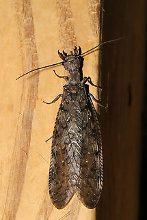 Eastern Dobsonfly (Corydalus cornutus) ♀  I had both a male and a female come to my 365nm UV light setup at a mixed forest edge. Note the differences in both the mandibles and antennae!

https://www.jungledragon.com/image/116576/eastern_dobsonfly_corydalus_cornutus_.html
https://www.jungledragon.com/image/116577/eastern_dobsonfly_corydalus_cornutus_.html

Male:
https://www.jungledragon.com/image/116574/eastern_dobsonfly_corydalus_cornutus_.html
https://www.jungledragon.com/image/116573/eastern_dobsonfly_corydalus_cornutus_.html Corydalus cornutus,Eastern Dobsonfly,Geotagged,Spring,United States