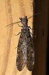 Eastern Dobsonfly (Corydalus cornutus) ♀ I had both a male and a female come to my 365nm UV light setup at a mixed forest edge. Note the differences in both the mandibles and antennae!<br />
<br />
https://www.jungledragon.com/image/116576/eastern_dobsonfly_corydalus_cornutus_.html<br />
https://www.jungledragon.com/image/116577/eastern_dobsonfly_corydalus_cornutus_.html<br />
<br />
Male:<br />
https://www.jungledragon.com/image/116574/eastern_dobsonfly_corydalus_cornutus_.html<br />
https://www.jungledragon.com/image/116573/eastern_dobsonfly_corydalus_cornutus_.html Corydalus cornutus,Eastern Dobsonfly,Geotagged,Spring,United States
