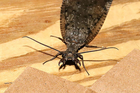 Eastern Dobsonfly (Corydalus cornutus) ♀ I had both a male and a female come to my 365nm UV light setup at a mixed forest edge. Note the differences in both the mandibles and antennae! 
https://www.jungledragon.com/image/116575/eastern_dobsonfly_corydalus_cornutus_.html
https://www.jungledragon.com/image/116577/eastern_dobsonfly_corydalus_cornutus_.html

Male:
https://www.jungledragon.com/image/116574/eastern_dobsonfly_corydalus_cornutus_.html
https://www.jungledragon.com/image/116573/eastern_dobsonfly_corydalus_cornutus_.html Corydalus cornutus,Eastern Dobsonfly,Geotagged,Spring,United States