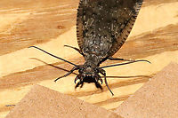 Eastern Dobsonfly (Corydalus cornutus) ♀ I had both a male and a female come to my 365nm UV light setup at a mixed forest edge. Note the differences in both the mandibles and antennae! <br />
https://www.jungledragon.com/image/116575/eastern_dobsonfly_corydalus_cornutus_.html<br />
https://www.jungledragon.com/image/116577/eastern_dobsonfly_corydalus_cornutus_.html<br />
<br />
Male:<br />
https://www.jungledragon.com/image/116574/eastern_dobsonfly_corydalus_cornutus_.html<br />
https://www.jungledragon.com/image/116573/eastern_dobsonfly_corydalus_cornutus_.html Corydalus cornutus,Eastern Dobsonfly,Geotagged,Spring,United States