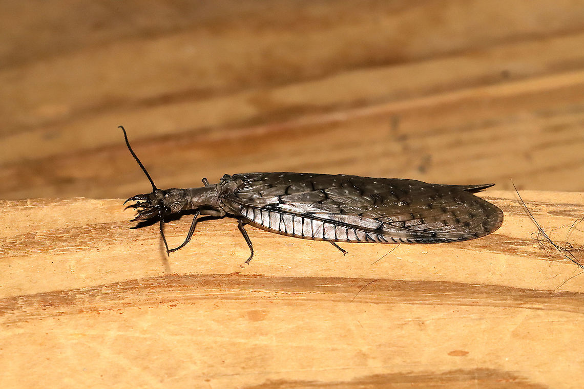 Eastern Dobsonfly (Corydalus cornutus) ♀ I had both a male and a female come to my 365nm UV light setup at a mixed forest edge. Note the differences in both the mandibles and antennae! <br />
<figure class="photo"><a href="https://www.jungledragon.com/image/116576/eastern_dobsonfly_corydalus_cornutus_.html" title="Eastern Dobsonfly (Corydalus cornutus) ♀"><img src="https://s3.amazonaws.com/media.jungledragon.com/images/3231/116576_thumb.jpg?AWSAccessKeyId=05GMT0V3GWVNE7GGM1R2&Expires=1769040010&Signature=VEYksxfbw1jsjoFQUzKgvpxP71k%3D" width="200" height="134" alt="Eastern Dobsonfly (Corydalus cornutus) ♀ I had both a male and a female come to my 365nm UV light setup at a mixed forest edge. Note the differences in both the mandibles and antennae! <br />
https://www.jungledragon.com/image/116575/eastern_dobsonfly_corydalus_cornutus_.html<br />
https://www.jungledragon.com/image/116577/eastern_dobsonfly_corydalus_cornutus_.html<br />
<br />
Male:<br />
https://www.jungledragon.com/image/116574/eastern_dobsonfly_corydalus_cornutus_.html<br />
https://www.jungledragon.com/image/116573/eastern_dobsonfly_corydalus_cornutus_.html Corydalus cornutus,Eastern Dobsonfly,Geotagged,Spring,United States" /></a></figure><br />
<figure class="photo"><a href="https://www.jungledragon.com/image/116575/eastern_dobsonfly_corydalus_cornutus_.html" title="Eastern Dobsonfly (Corydalus cornutus) ♀"><img src="https://s3.amazonaws.com/media.jungledragon.com/images/3231/116575_thumb.jpg?AWSAccessKeyId=05GMT0V3GWVNE7GGM1R2&Expires=1769040010&Signature=0BccmL7%2BPsfn8Sdm9OJx4j5Y44Q%3D" width="102" height="152" alt="Eastern Dobsonfly (Corydalus cornutus) ♀  I had both a male and a female come to my 365nm UV light setup at a mixed forest edge. Note the differences in both the mandibles and antennae!<br />
<br />
https://www.jungledragon.com/image/116576/eastern_dobsonfly_corydalus_cornutus_.html<br />
https://www.jungledragon.com/image/116577/eastern_dobsonfly_corydalus_cornutus_.html<br />
<br />
Male:<br />
https://www.jungledragon.com/image/116574/eastern_dobsonfly_corydalus_cornutus_.html<br />
https://www.jungledragon.com/image/116573/eastern_dobsonfly_corydalus_cornutus_.html Corydalus cornutus,Eastern Dobsonfly,Geotagged,Spring,United States" /></a></figure><br />
<br />
Male:<br />
<figure class="photo"><a href="https://www.jungledragon.com/image/116574/eastern_dobsonfly_corydalus_cornutus_.html" title="Eastern Dobsonfly (Corydalus cornutus) ♂"><img src="https://s3.amazonaws.com/media.jungledragon.com/images/3231/116574_thumb.jpg?AWSAccessKeyId=05GMT0V3GWVNE7GGM1R2&Expires=1769040010&Signature=NPoK9O5yUynMRzBNrHtIwclplls%3D" width="200" height="134" alt="Eastern Dobsonfly (Corydalus cornutus) ♂ I had both a male and a female come to my 365nm UV light setup at a mixed forest edge. Note the differences in both the mandibles and antennae! <br />
https://www.jungledragon.com/image/116573/eastern_dobsonfly_corydalus_cornutus_.html<br />
<br />
Female:<br />
https://www.jungledragon.com/image/116575/eastern_dobsonfly_corydalus_cornutus_.html<br />
https://www.jungledragon.com/image/116576/eastern_dobsonfly_corydalus_cornutus_.html<br />
https://www.jungledragon.com/image/116577/eastern_dobsonfly_corydalus_cornutus_.html Corydalus cornutus,Eastern Dobsonfly,Geotagged,Spring,United States" /></a></figure><br />
<figure class="photo"><a href="https://www.jungledragon.com/image/116573/eastern_dobsonfly_corydalus_cornutus_.html" title="Eastern Dobsonfly (Corydalus cornutus) ♂"><img src="https://s3.amazonaws.com/media.jungledragon.com/images/3231/116573_thumb.jpg?AWSAccessKeyId=05GMT0V3GWVNE7GGM1R2&Expires=1769040010&Signature=PzF%2BAl80Udct%2F%2FVmZonbsn%2Bn904%3D" width="200" height="134" alt="Eastern Dobsonfly (Corydalus cornutus) ♂ I had both a male and a female come to my 365nm UV light setup at a mixed forest edge. Note the differences in both the mandibles and antennae! <br />
https://www.jungledragon.com/image/116574/eastern_dobsonfly_corydalus_cornutus_.html<br />
<br />
Female:<br />
https://www.jungledragon.com/image/116575/eastern_dobsonfly_corydalus_cornutus_.html<br />
https://www.jungledragon.com/image/116576/eastern_dobsonfly_corydalus_cornutus_.html<br />
https://www.jungledragon.com/image/116577/eastern_dobsonfly_corydalus_cornutus_.html Corydalus cornutus,Eastern Dobsonfly,Geotagged,Spring,United States" /></a></figure> Corydalus cornutus,Eastern Dobsonfly,Geotagged,Spring,United States