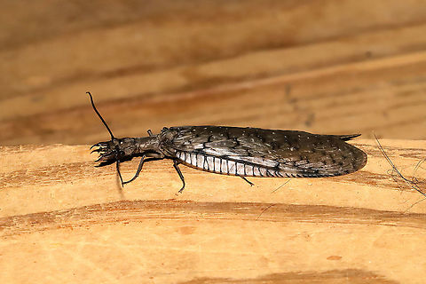 Eastern Dobsonfly (Corydalus cornutus) ♀ I had both a male and a female come to my 365nm UV light setup at a mixed forest edge. Note the differences in both the mandibles and antennae! 
https://www.jungledragon.com/image/116576/eastern_dobsonfly_corydalus_cornutus_.html
https://www.jungledragon.com/image/116575/eastern_dobsonfly_corydalus_cornutus_.html

Male:
https://www.jungledragon.com/image/116574/eastern_dobsonfly_corydalus_cornutus_.html
https://www.jungledragon.com/image/116573/eastern_dobsonfly_corydalus_cornutus_.html Corydalus cornutus,Eastern Dobsonfly,Geotagged,Spring,United States