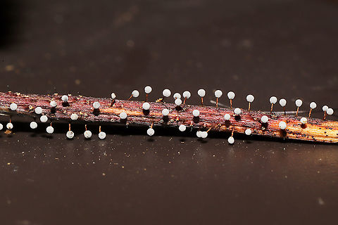 Didymium cf iridis Sorry for the not-so-great photos (it has been miserably hot out this week). This slime mold was growing on leaves, pine straw, and other detritus at a mixed forest edge (in a moist valley). June 2021. Gordon County, Georgia, US
https://www.jungledragon.com/image/116640/didymium_cf_iridis.html
https://www.jungledragon.com/image/116639/didymium_cf_iridis.html Didymium iridis,Geotagged,Spring,United States