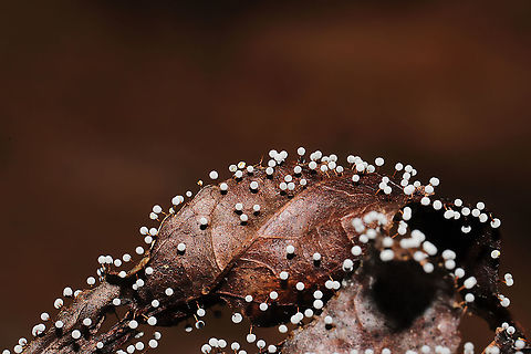 Didymium cf iridis Sorry for the not-so-great photos (it has been miserably hot out this week). This slime mold was growing on leaves, pine straw, and other detritus at a mixed forest edge (in a moist valley). June 2021. Gordon County, Georgia, US 
https://www.jungledragon.com/image/116640/didymium_cf_iridis.html
https://www.jungledragon.com/image/116638/didymium_cf_iridis.html Didymium iridis,Geotagged,Spring,United States