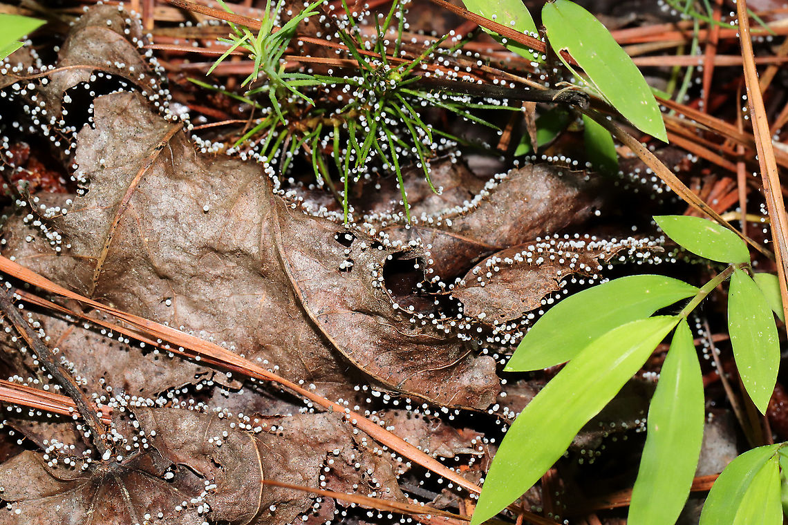 Didymium cf iridis Sorry for the not-so-great photos (it has been miserably hot out this week). This slime mold was growing on leaves, pine straw, and other detritus at a mixed forest edge (in a moist valley). June 2021. Gordon County, Georgia, US <br />
<figure class="photo"><a href="https://www.jungledragon.com/image/116639/didymium_cf_iridis.html" title="Didymium cf iridis"><img src="https://s3.amazonaws.com/media.jungledragon.com/images/3231/116639_thumb.jpg?AWSAccessKeyId=05GMT0V3GWVNE7GGM1R2&Expires=1763596810&Signature=%2FtL%2FIQ5FoVXcR%2BCNx%2FHXctpCBf4%3D" width="200" height="134" alt="Didymium cf iridis Sorry for the not-so-great photos (it has been miserably hot out this week). This slime mold was growing on leaves, pine straw, and other detritus at a mixed forest edge (in a moist valley). June 2021. Gordon County, Georgia, US <br />
https://www.jungledragon.com/image/116640/didymium_cf_iridis.html<br />
https://www.jungledragon.com/image/116638/didymium_cf_iridis.html Didymium iridis,Geotagged,Spring,United States" /></a></figure><br />
<figure class="photo"><a href="https://www.jungledragon.com/image/116638/didymium_cf_iridis.html" title="Didymium cf iridis"><img src="https://s3.amazonaws.com/media.jungledragon.com/images/3231/116638_thumb.jpg?AWSAccessKeyId=05GMT0V3GWVNE7GGM1R2&Expires=1763596810&Signature=rljuLIdp8vYl0gmvdDxUEHp4NYU%3D" width="200" height="134" alt="Didymium cf iridis Sorry for the not-so-great photos (it has been miserably hot out this week). This slime mold was growing on leaves, pine straw, and other detritus at a mixed forest edge (in a moist valley). June 2021. Gordon County, Georgia, US<br />
https://www.jungledragon.com/image/116640/didymium_cf_iridis.html<br />
https://www.jungledragon.com/image/116639/didymium_cf_iridis.html Didymium iridis,Geotagged,Spring,United States" /></a></figure> Didymium iridis,Geotagged,Spring,United States