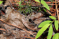 Didymium cf iridis Sorry for the not-so-great photos (it has been miserably hot out this week). This slime mold was growing on leaves, pine straw, and other detritus at a mixed forest edge (in a moist valley). June 2021. Gordon County, Georgia, US <br />
https://www.jungledragon.com/image/116639/didymium_cf_iridis.html<br />
https://www.jungledragon.com/image/116638/didymium_cf_iridis.html Didymium iridis,Geotagged,Spring,United States