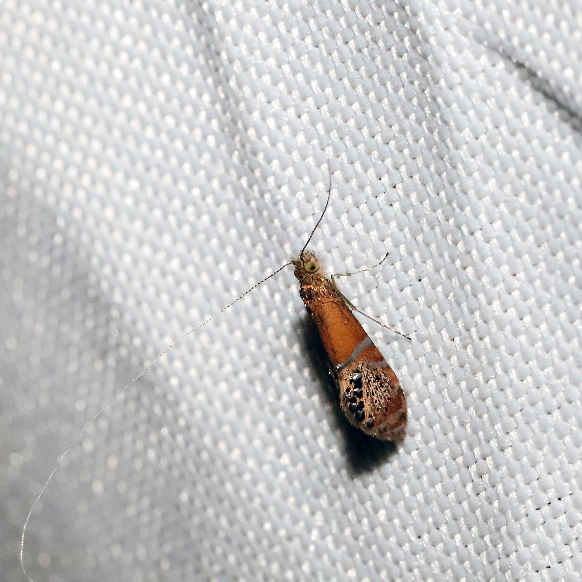 Ridings' Fairy Moth (Adela ridingsella) At a 365nm UV light setup at a mixed forest edge<br />
 Adela ridingsella,Geotagged,Ridings fairy moth,Spring,United States