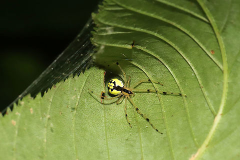 Phylloneta pictipes Spider in a woven leaf shelter at a mixed forest edge.
 Geotagged,Phylloneta pictipes,Spring,United States