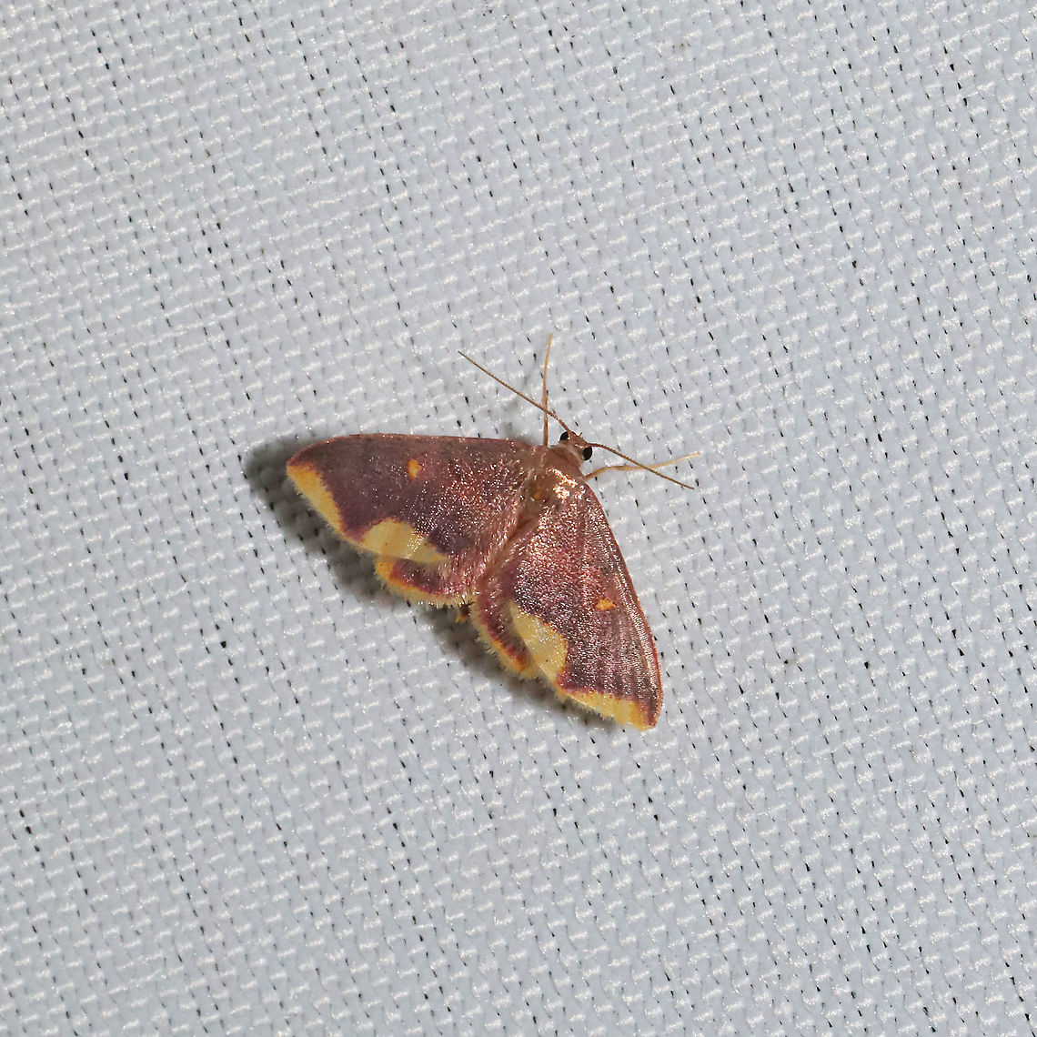 Stained Lophosis (Lophosis labeculata) At a 365nm UV light setup at a mixed forest edge.<br />
 Geotagged,Lophosis labeculata,Spring,Stained Lophosis,United States