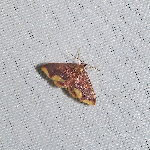 Stained Lophosis (Lophosis labeculata) At a 365nm UV light setup at a mixed forest edge.
 Geotagged,Lophosis labeculata,Spring,Stained Lophosis,United States