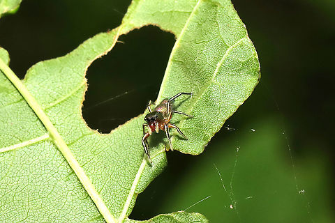 Thin-spined Jumping Spider (Tutelina elegans) On foliage at a mixed forest edge.
https://www.jungledragon.com/image/116797/thin-spined_jumping_spider_tutelina_elegans.html Geotagged,Spring,Tutelina elegans,United States